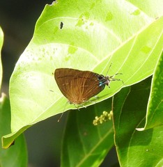 Remelana jangala travana