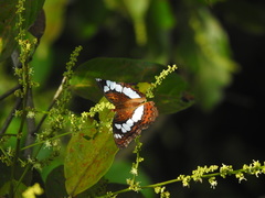 Moduza procris milonia