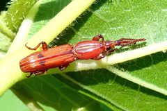Trachelizini