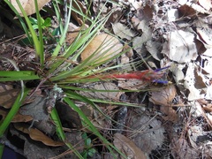 Tillandsia rotundata