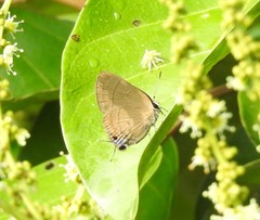 Rapala manea chozeba