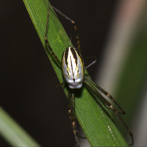 Silver Orb Spider