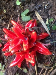 Zingiber chrysanthum