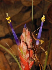 Tillandsia rotundata