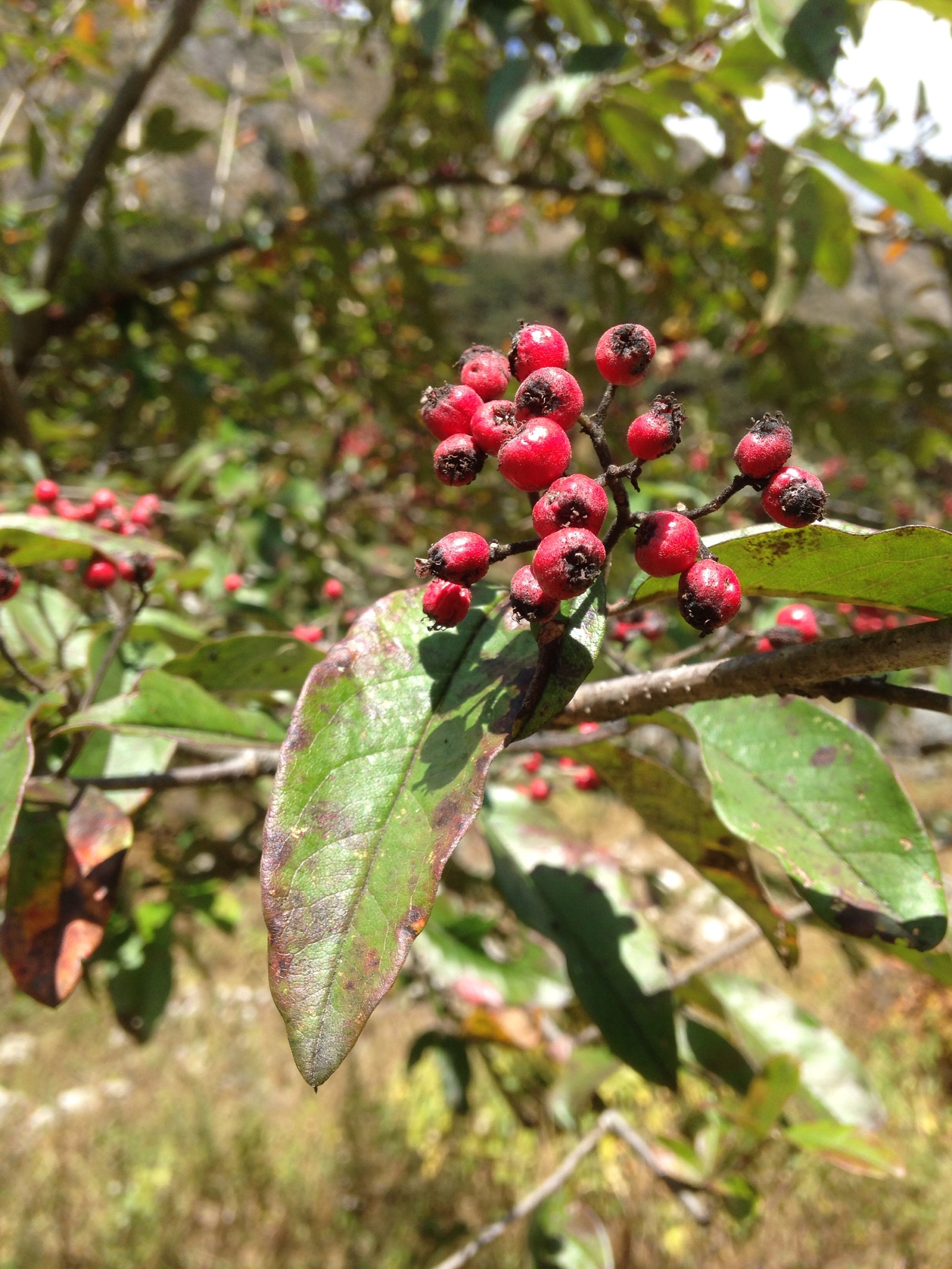 Cotoneaster frigidus