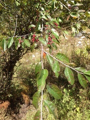 Cotoneaster frigidus