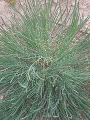 Reseda virgata