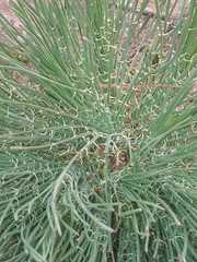 Reseda virgata