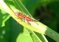 Trachelizini