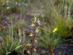 Prasophyllum rostratum