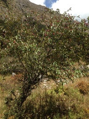 Cotoneaster frigidus