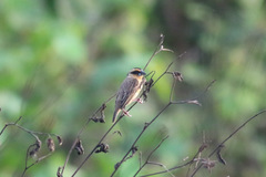 Pachyphantes superciliosus