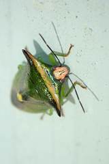Anaca fasciata