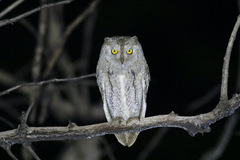 Otus senegalensis