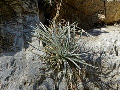 Hechtia mapimiana