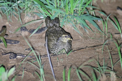Pternistis icterorhynchus
