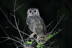 Bubo cinerascens