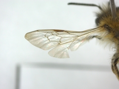 Andrena
