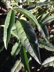 Piptanthus nepalensis