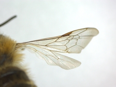 Andrena