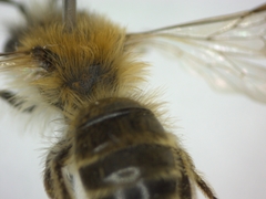 Andrena
