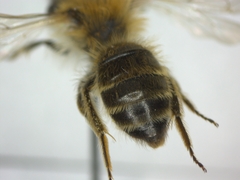 Andrena