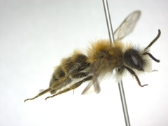Andrena