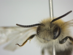 Andrena