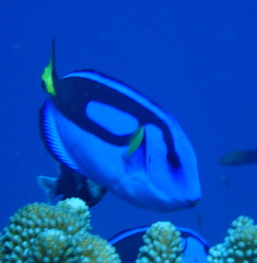 Paracanthurus hepatus