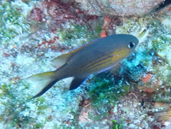 Pycnochromis vanderbilti