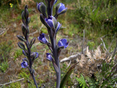 Thelymitra aristata