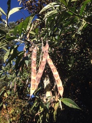 Piptanthus nepalensis