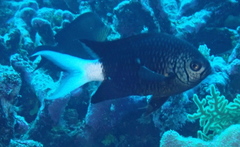 Chromis xanthura