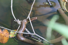 Hydraethiops melanogaster