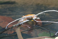 Hydraethiops melanogaster