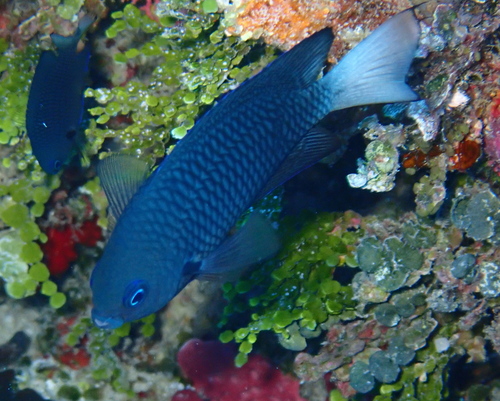 Pomacentrus imitator observed 2021-04-06