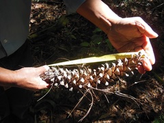 Pinus ayacahuite