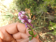 Linaria triphylla