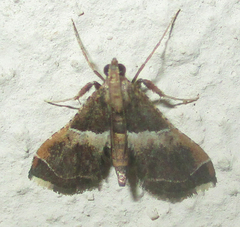 Endotricha consobrinalis