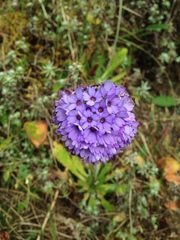 Primula glomerata