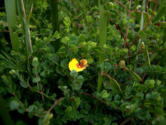 Bossiaea cordigera
