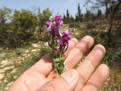 Linaria virgata