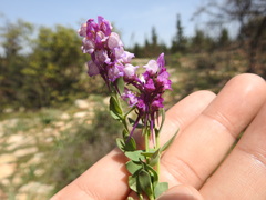 Linaria virgata