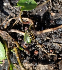 Melangyna lasiophthalma