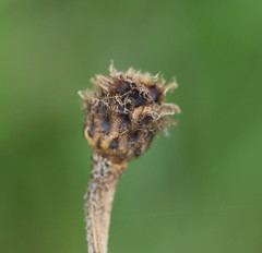Centaurea decipiens