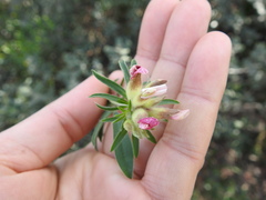 Anthyllis vulneraria maura