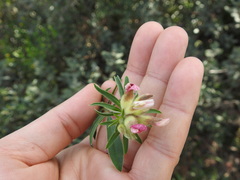 Anthyllis vulneraria maura