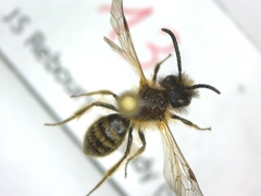 Andrena