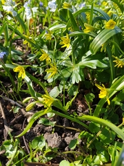 Gagea lutea