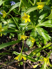 Gagea lutea